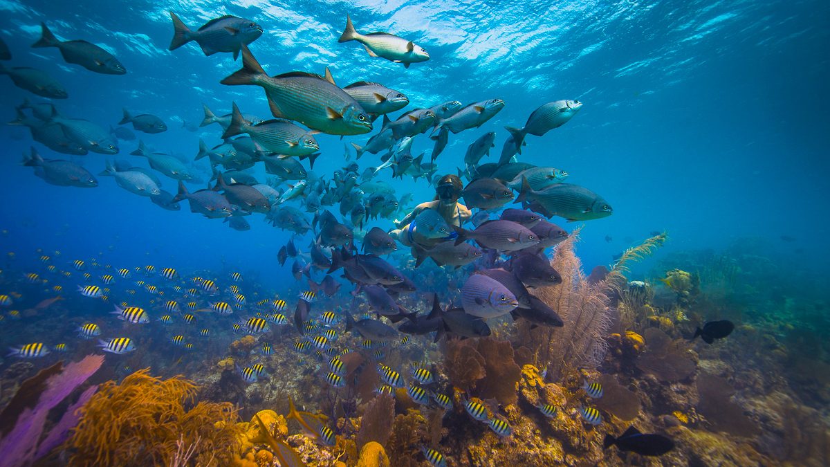 Blue-Hole Snorkel Courtesy-of-the-Belize-Tourism-Board