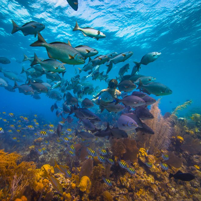 Blue-Hole Snorkel Courtesy-of-the-Belize-Tourism-Board