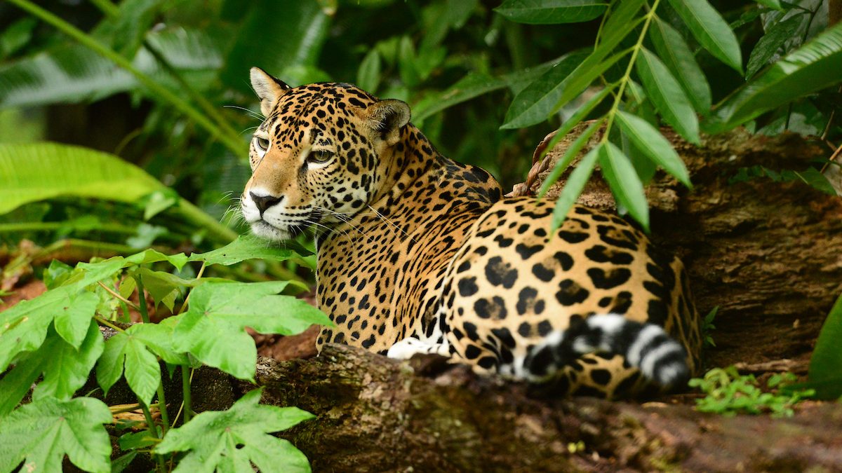 Jaguar Belize