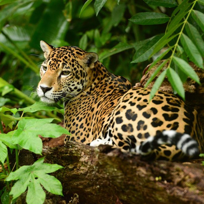 Jaguar Belize
